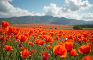California poppy field in full bloom. Orange flowers cover vast landscape under blue sky with clouds. Natural beauty with hills in background. Summer season, vibrant colors.