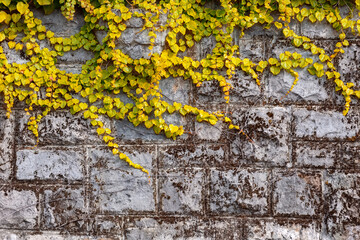 Fall leafs texture background, yellow creeper