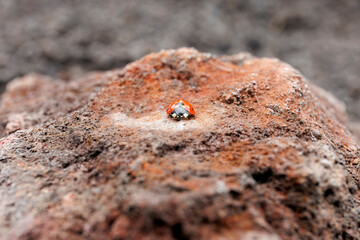Macro view of a ladybug on the volcanic rock of Mount Etna © PierreM