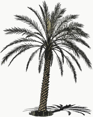 Majestic Palm Tree Illustration A Detailed Drawing of a Tropical Palm