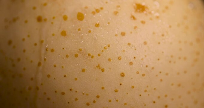 one ripe pear with a yellow tinge on the table, sweet fresh white pear in the kitchen close up, in drops of water