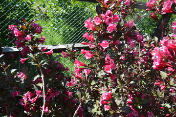 Close-up of vibrant pink flowers blooming in spring sunlight. Decorative garden shrub with fresh blossoms and dark green foliage.