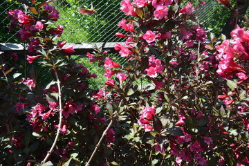 Close-up of vibrant pink flowers blooming in spring sunlight. Decorative garden shrub with fresh blossoms and dark green foliage.
