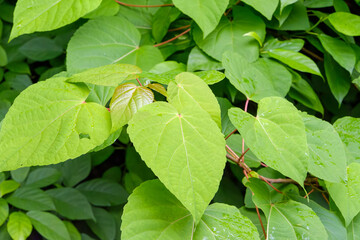 初夏の陽を受ける緑鮮やかな葉のクローズアップ