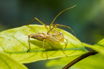 Lynx spider standing on bright green leaf