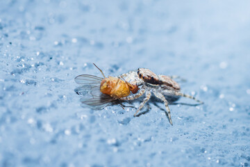Jumping spider eating a fly on a textured blue surface