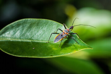 Assassin bug standing on a vibrant green leaf
