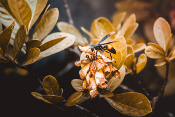 Wasp exploring a withered flower among golden leaves
