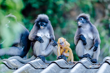 Dusky leaf monkeys and baby monkey relaxing on roof