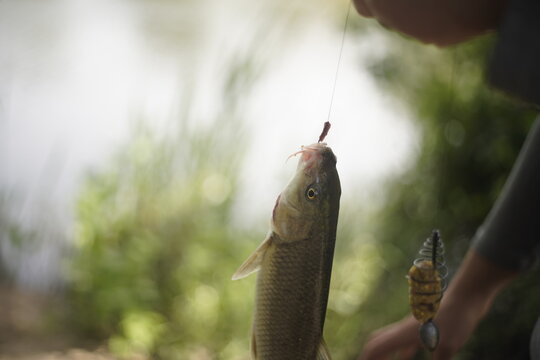 Detalle de un pez reci&eacute;n pescado con el anzuelo a&uacute;n puesto y fondo desenfocado, referencia ala pesca, ocio, naturaleza