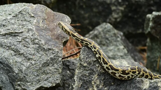 royal python close up with skin texture. snake python on rocks and on ground surface