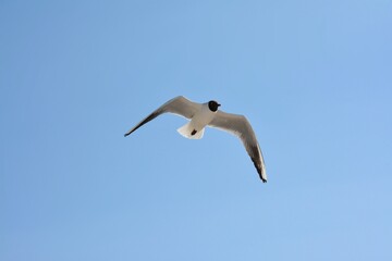 Fototapeta premium Black-headed gull flying in clear blue sky, wings spread wide. Elegant seabird in mid-air, minimal background, spring wildlife scene.