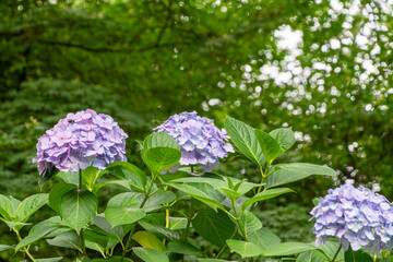 初夏の紫陽花が咲く緑に囲まれた風景