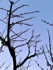 Apricot tree flowering against the blue sky. Flowering fruit tree. Spring flowers. Dawn.