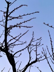 Apricot tree flowering against the blue sky. Flowering fruit tree. Spring flowers. Dawn.