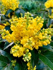 Mahonia aquifolium. Evergreen plant of the barberry family. Yellow flowers collected in...