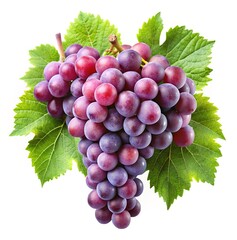 Fototapeta premium Beautiful close up of purple grapes with vibrant green leaves and stems