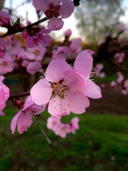 Flowering peach tree. Flowering fruit tree. Pink color.