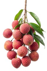 Fresh Bunch of Lychee Fruits Hanging from a Branch with Green Leaves