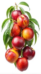 Obraz premium Close up of ripe and juicy nectarines on a branch with leaves