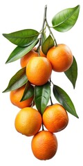A vibrant cluster of tangerines on a branch with fresh green leaves