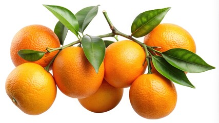 A vibrant and enticing display of fresh oranges on a delicate branch