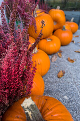Group of Pumpkins and Burgundy Flowers on Stone Walkway