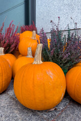 Pumpkins with Purple Flowers on Granite Floor