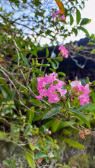  Lagerstroemia indica flowers in a garden