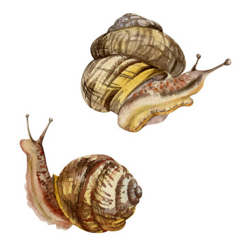 Snail shelled gastropod mollusc slug, slow moving animal. Single element isolated illustration hand drawn in watercolor. Nature educational posters cards, gardening calendars guides, aquarium shops