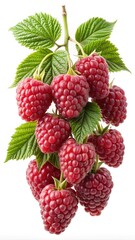 Close up shot of fresh ripe raspberries hanging from a branch with leaves