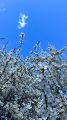 Blooming Branches Silhouetted Against Bright Blue Sky
