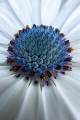 Macro Shot of White Flower with Blue Center