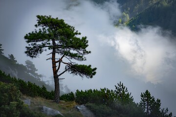 Obraz premium Lone pine tree on mountaintop in foggy landscape
