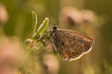 Motyl modraszek ikar na łące w kroplach rosy, tło natury sezon letni. 