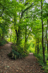 Hiking Trail In Black Forest In Germany