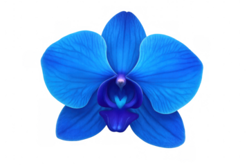 Vibrant blue orchid bloom featuring deep purple center, resting against transparent backdrop