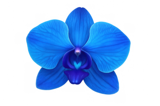 Vibrant blue orchid bloom featuring deep purple center, resting against transparent backdrop
