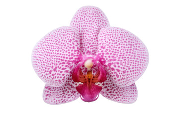Fototapeta premium Pink orchid blossom highlighting delicate spotted texture, blooming with soft petal details against transparent backdrop