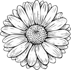 Hand Drawn Daisy Flower Illustration – Black and White Botanical Line Art