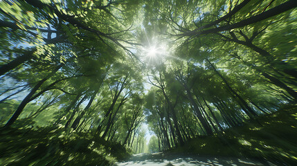 Serene Sunlit Forest Paths: Morning Light Filtering Through Lush Canopies