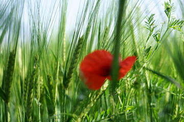 Barley field with green spikes and wildflowers