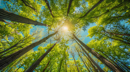 Serene Sunlit Forest Paths: Morning Light Filtering Through Lush Canopies