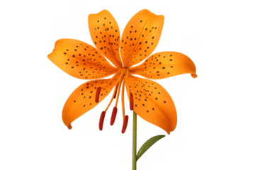 Tiger lily blossom revealing vivid orange petals marked by deep black spots, isolated on clean backdrop