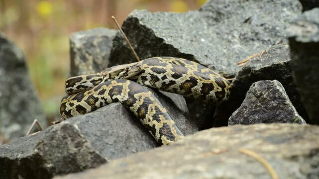 royal python close up with skin texture. snake python on rocks and on ground surface