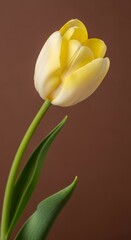 Yellow Tulip Against Brown Background