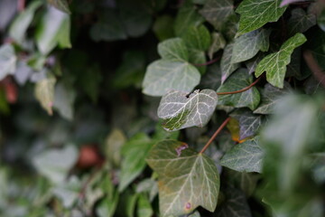 Leaf with sharp texture in focus