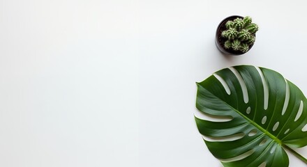 Minimalist Monstera Leaf and Cactus on White