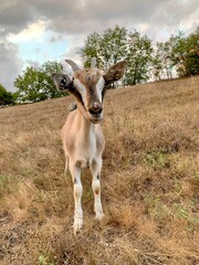 Funny little goats brown. Figure in the form of a question mark. Kids graze on the hill.