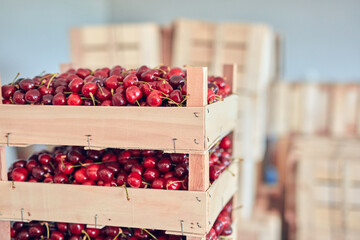 Fresh red sweet cherries in wooden crates prepared for sale on a market.
